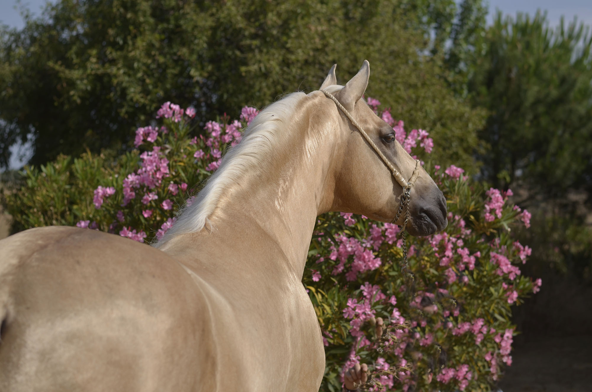 Listado de Caballos en Venta