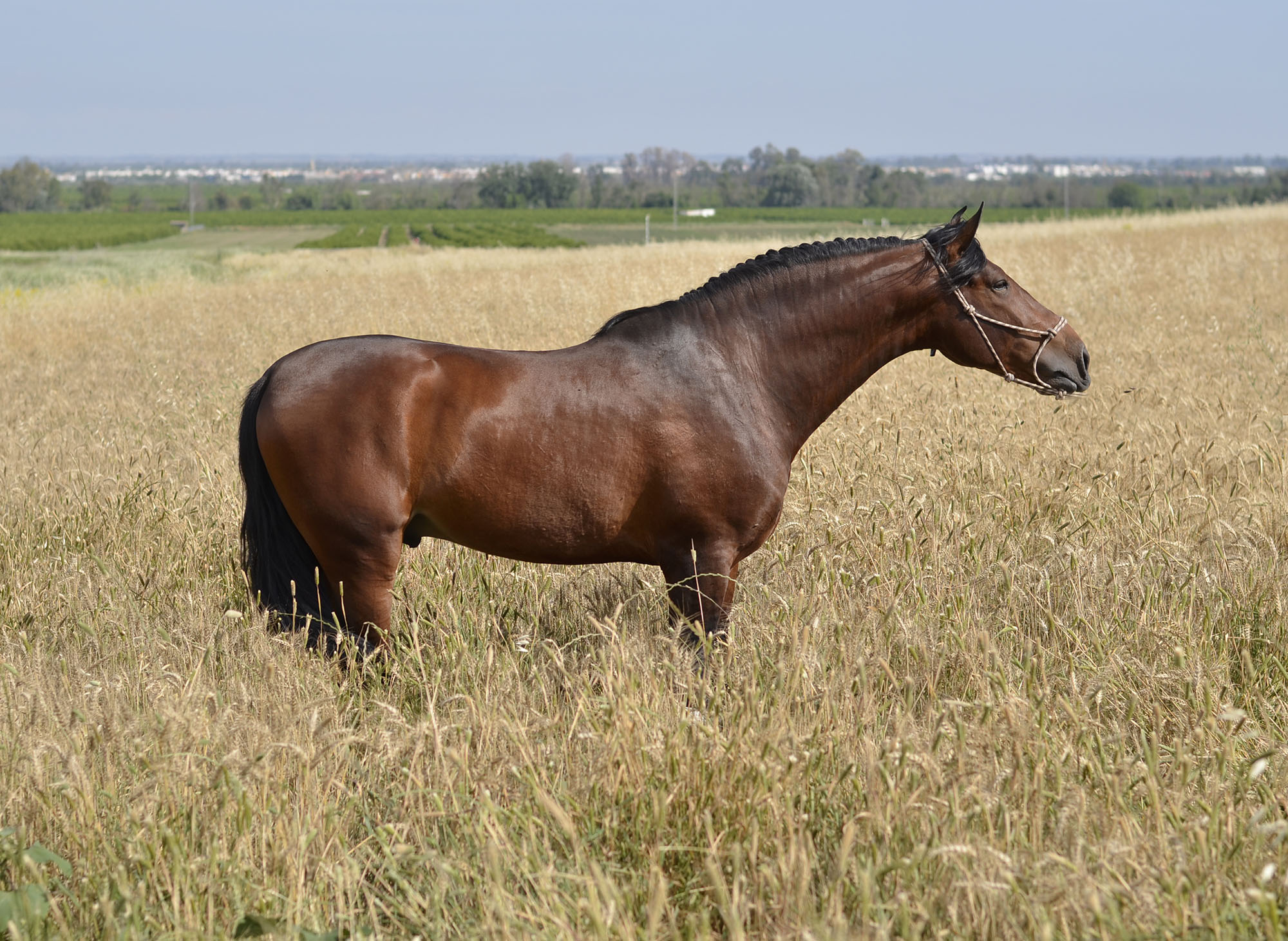 Listado de Caballos en Venta