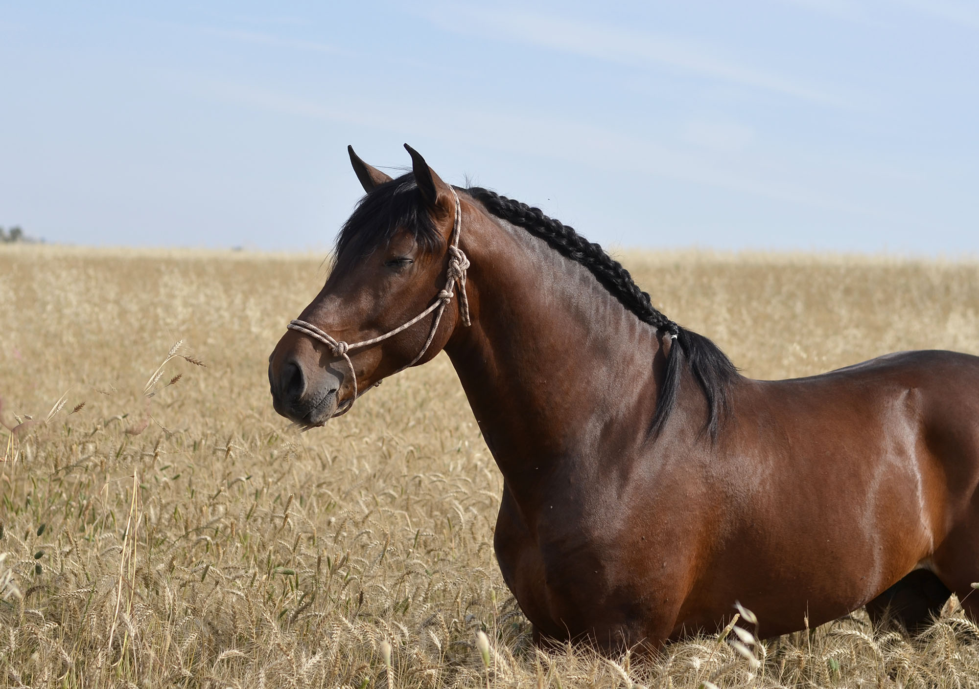 Listado de Caballos en Venta