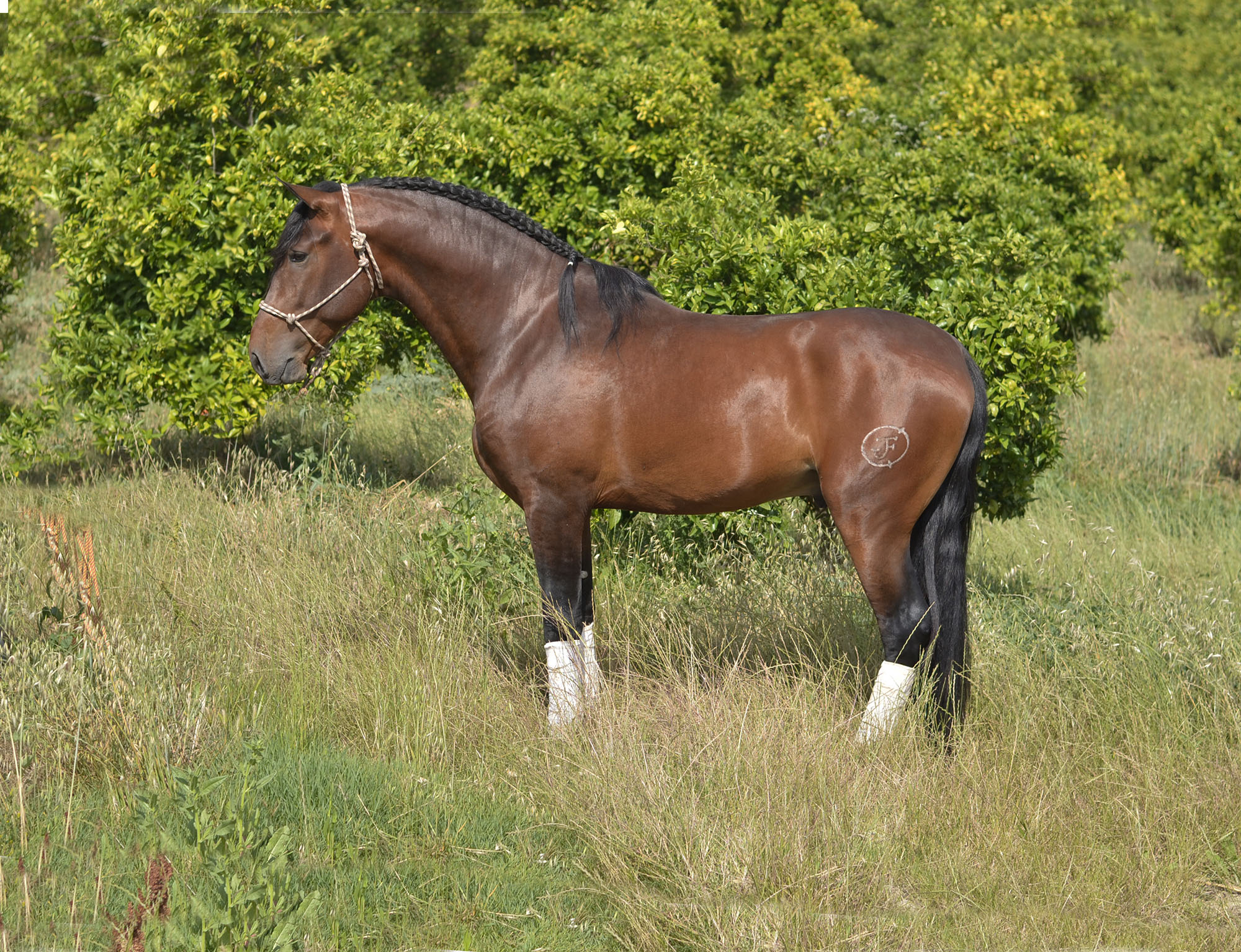 Listado de Caballos en Venta