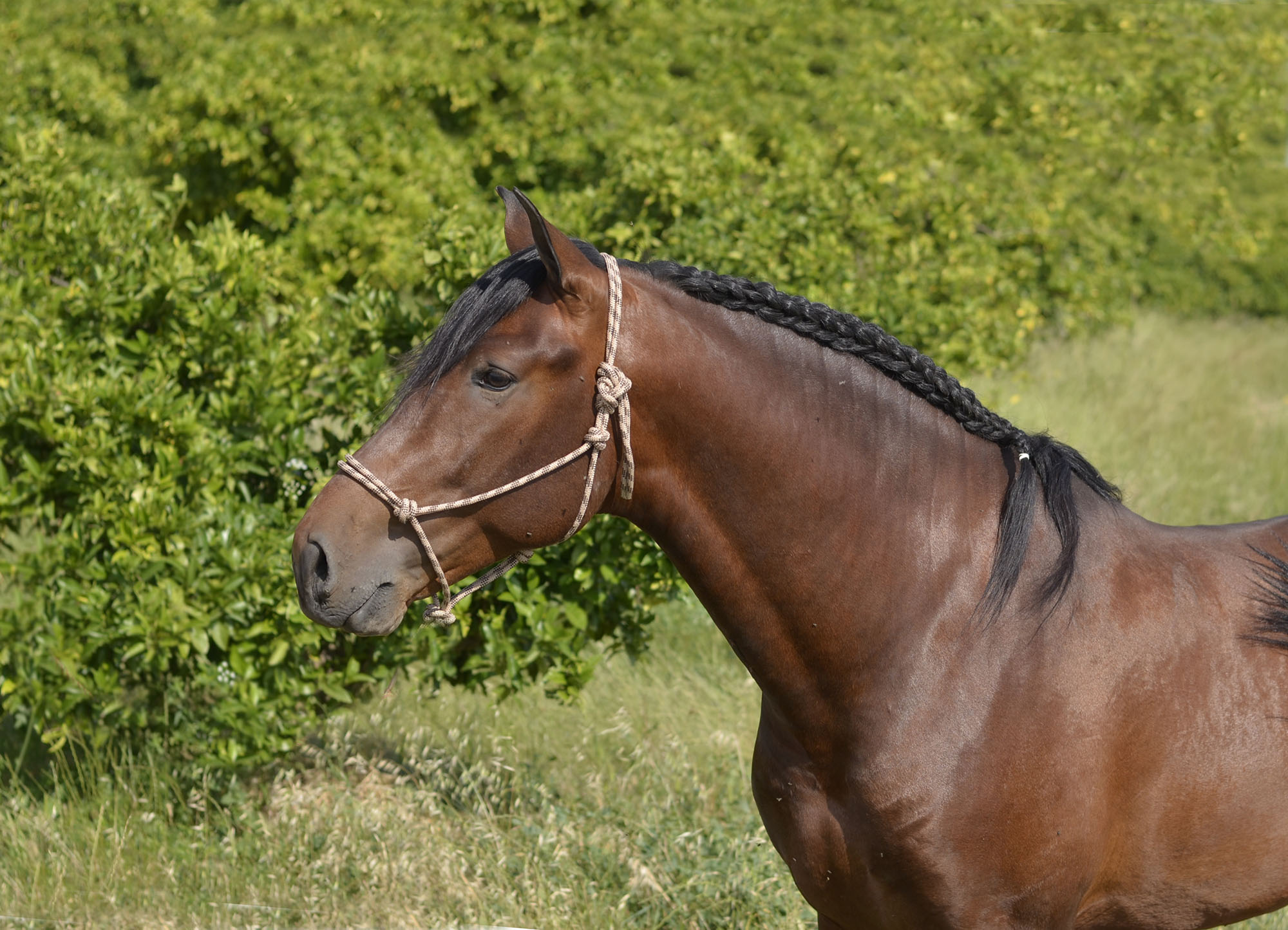 Listado de Caballos en Venta