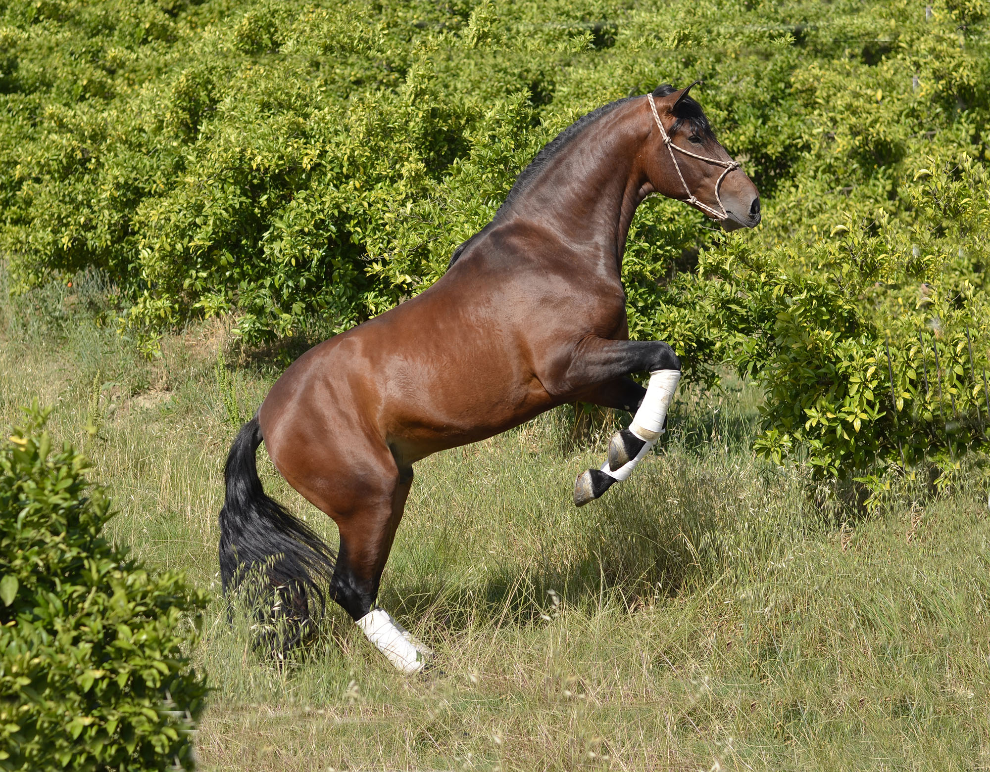 Listado de Caballos en Venta