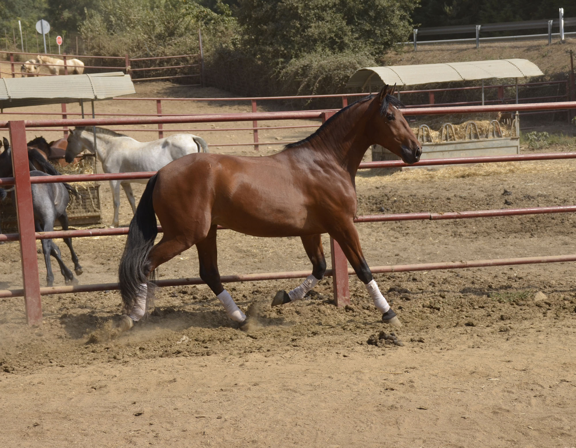 Caballo en Venta