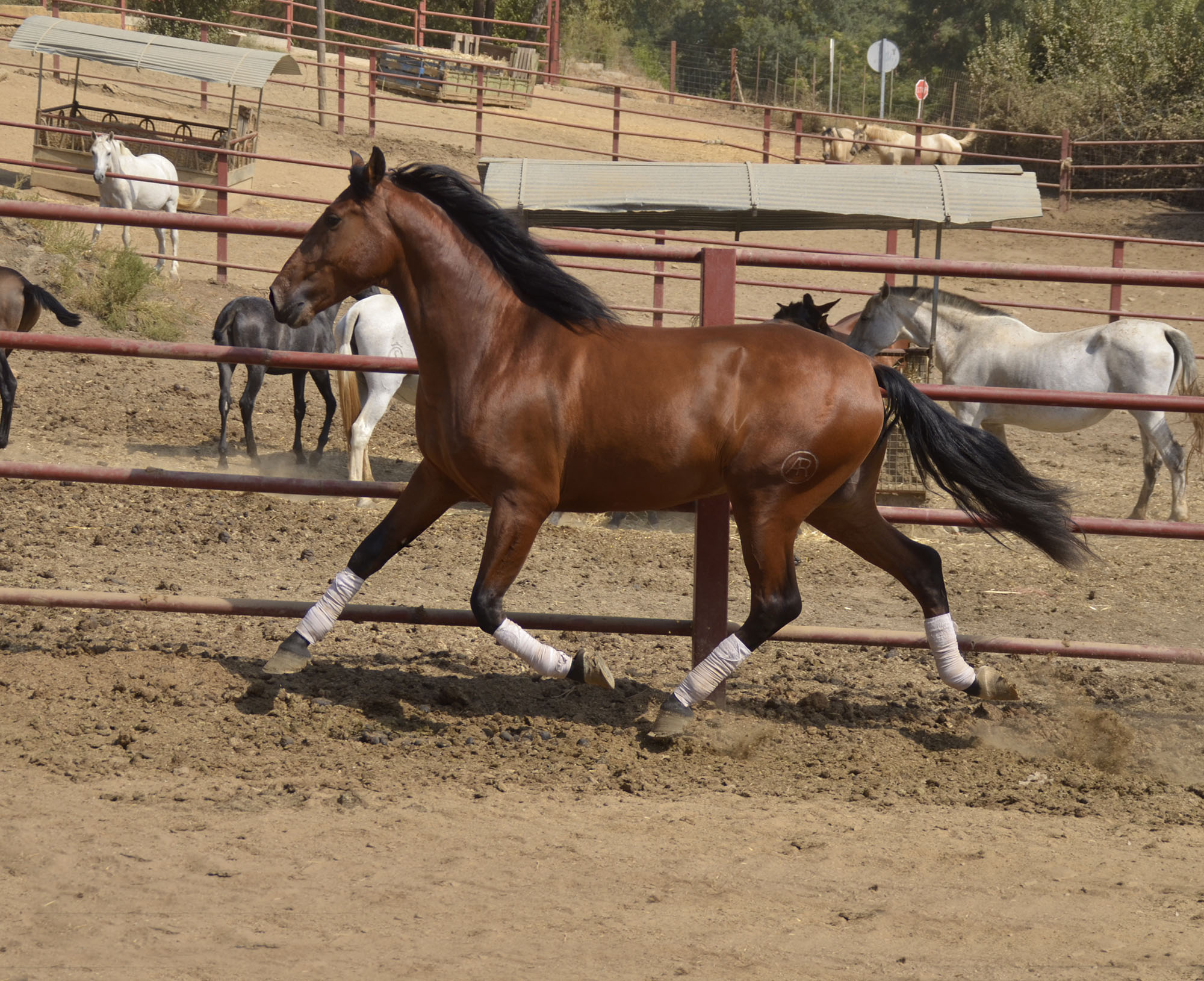 Comprar Caballo