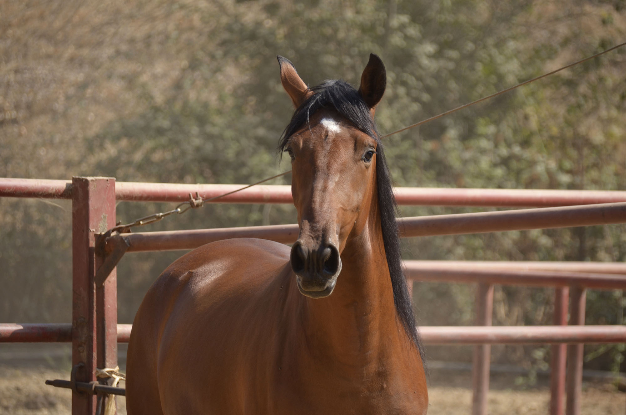 Caballo en Venta