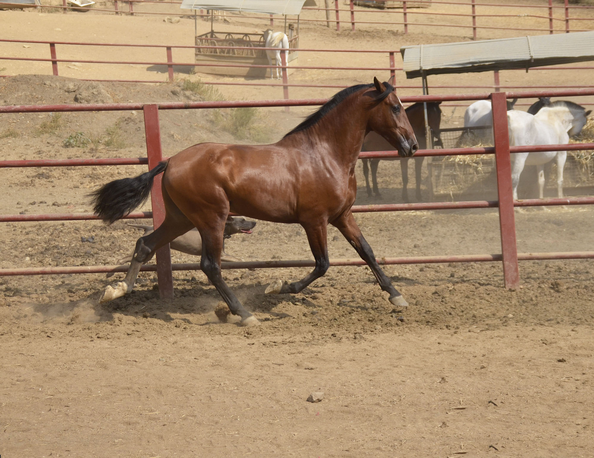 Caballo en Venta