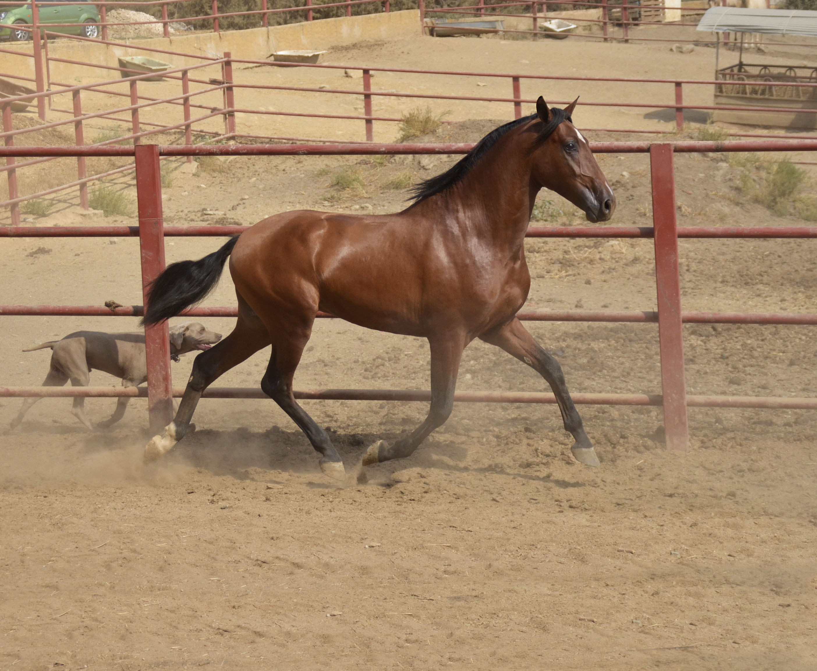 Caballo en Venta