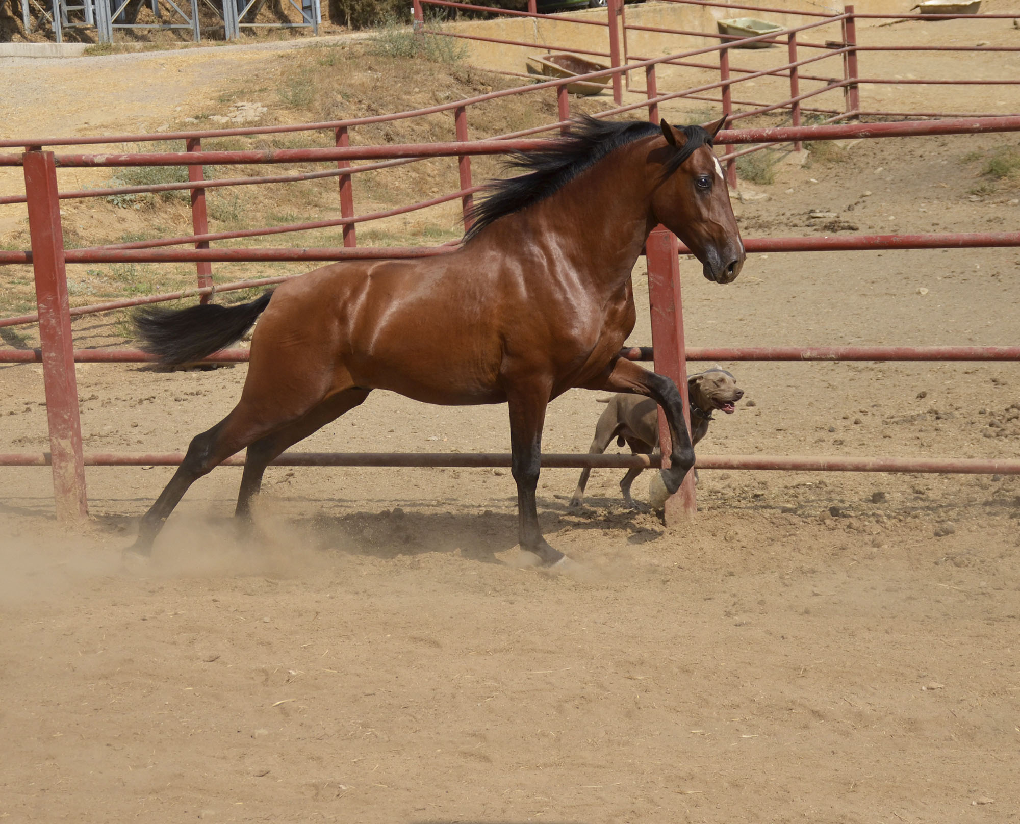 Caballo en Venta