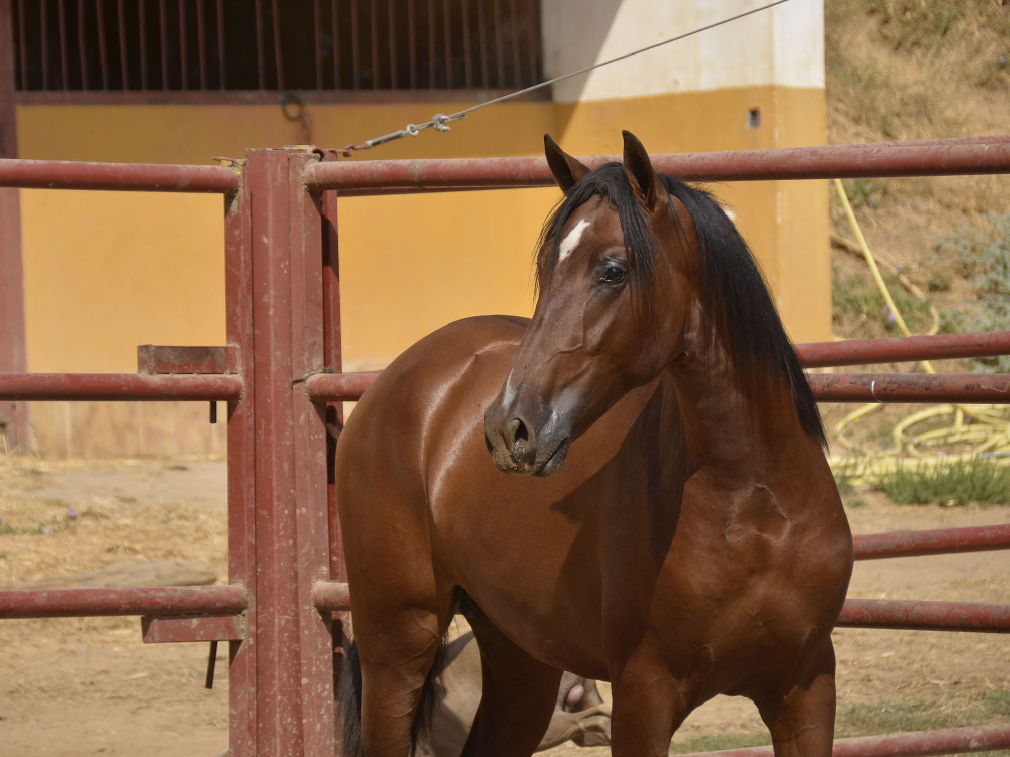 Listado de Potros en Venta