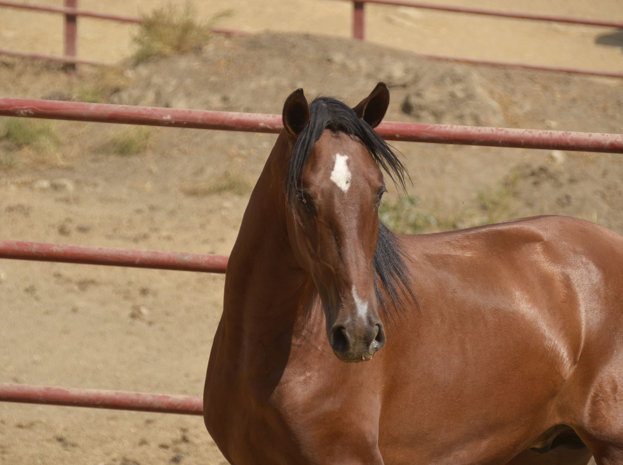 Comprar Caballo