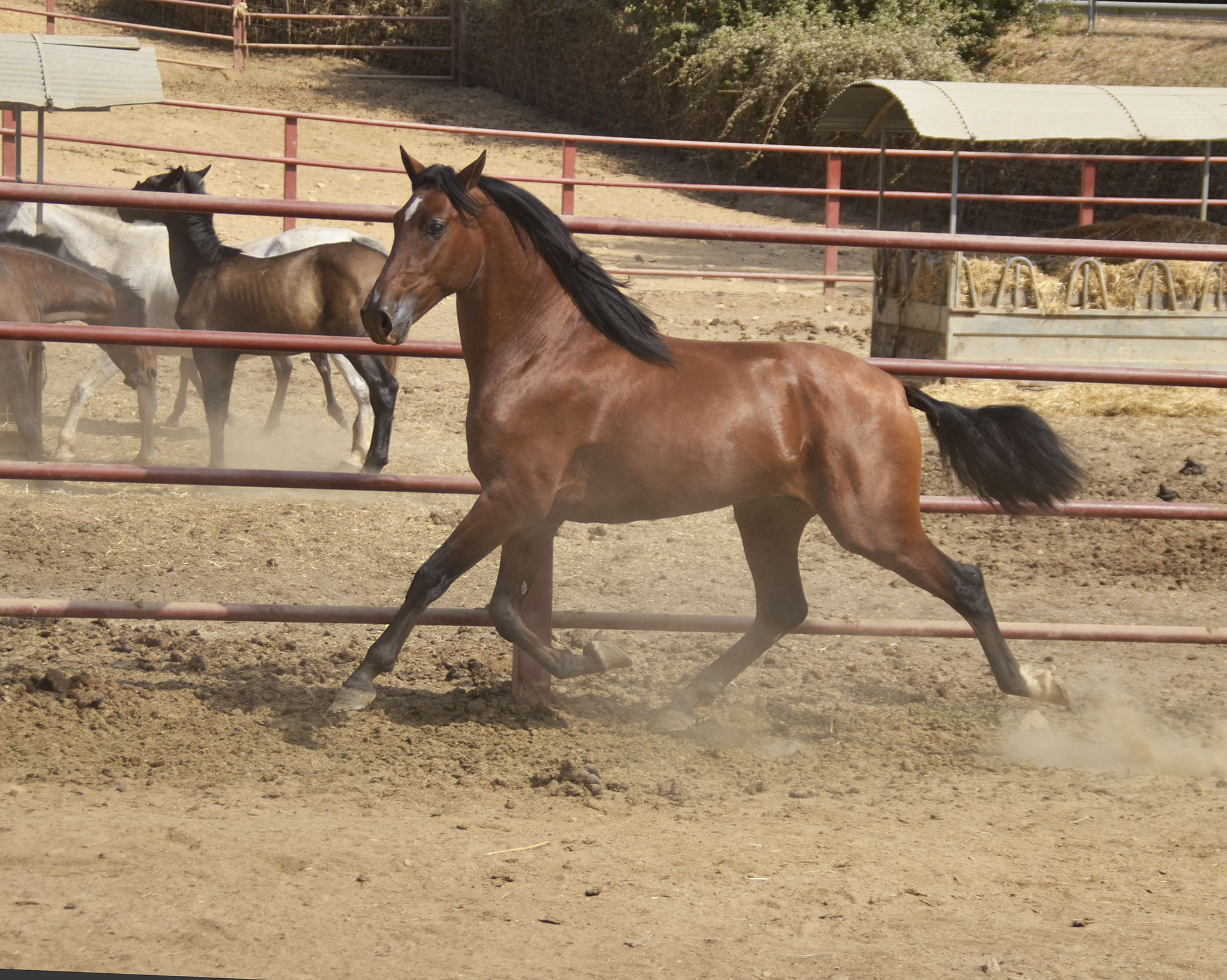 Comprar Caballo