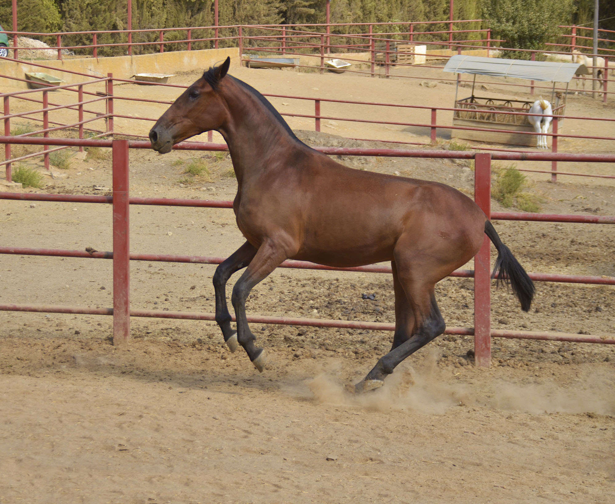 Comprar Caballo