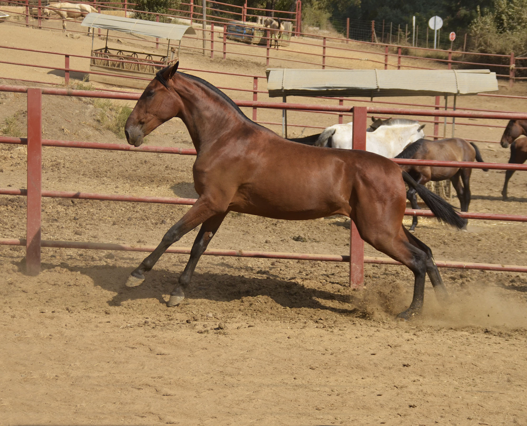 Caballo en Venta