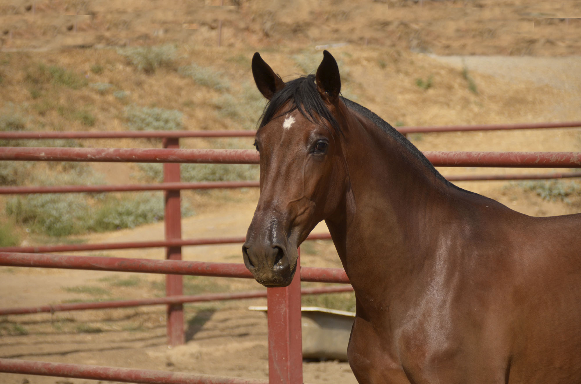 Caballo en Venta