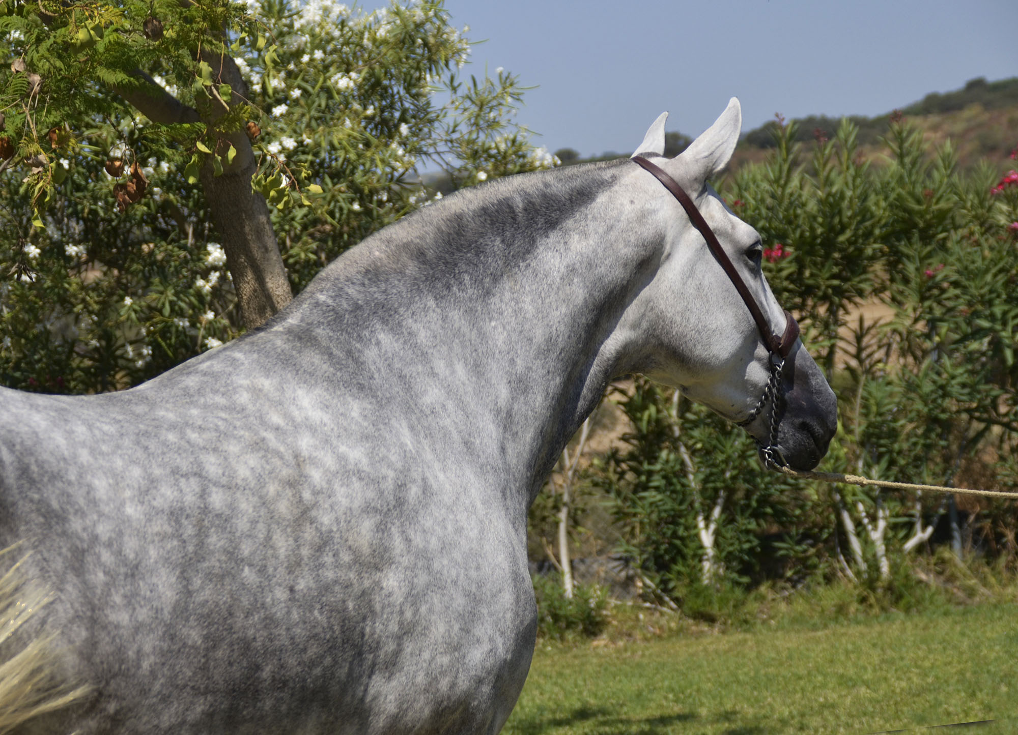 Caballo en Venta