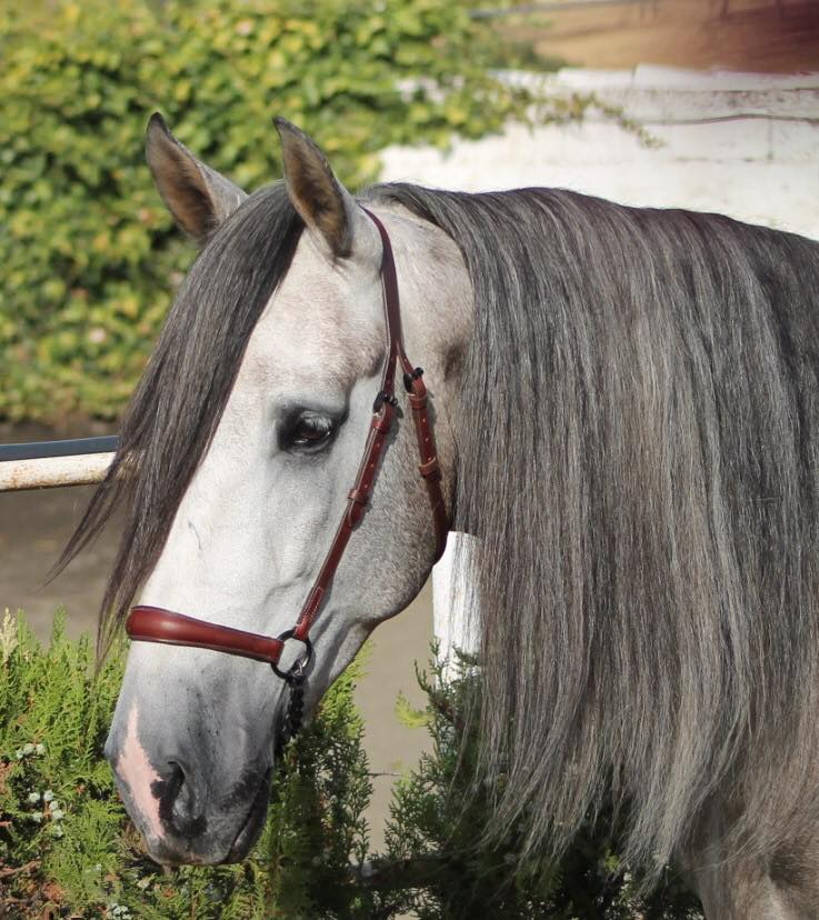 Caballo en Venta