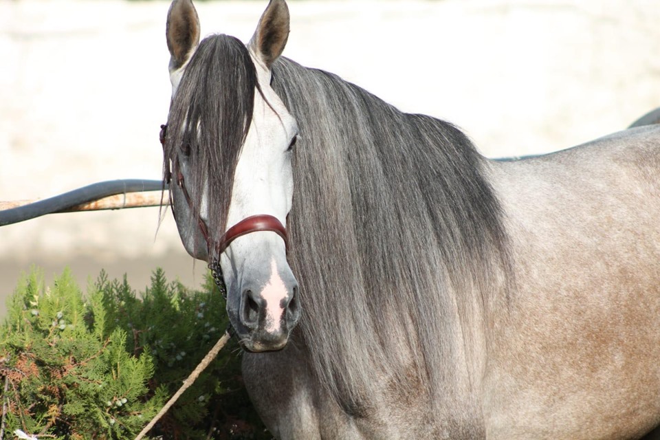 Caballo en Venta