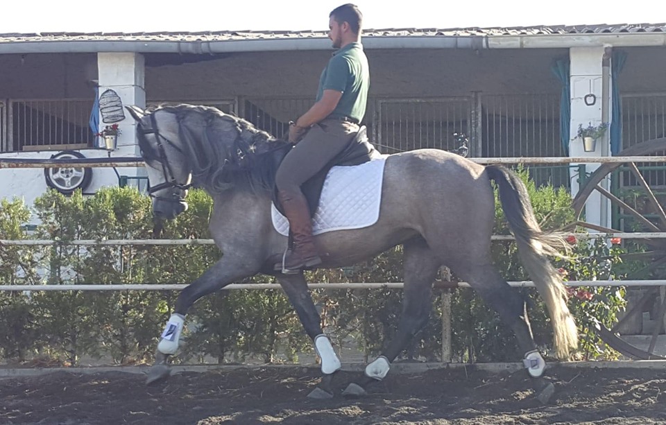 Caballo en Venta