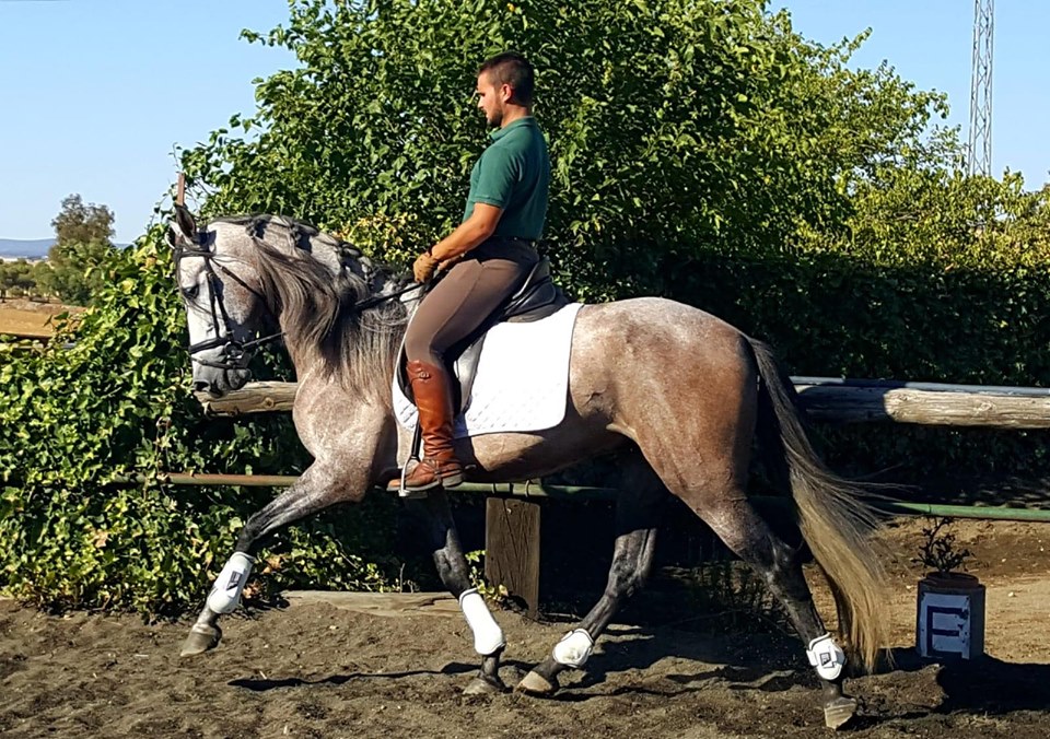 Caballo en Venta