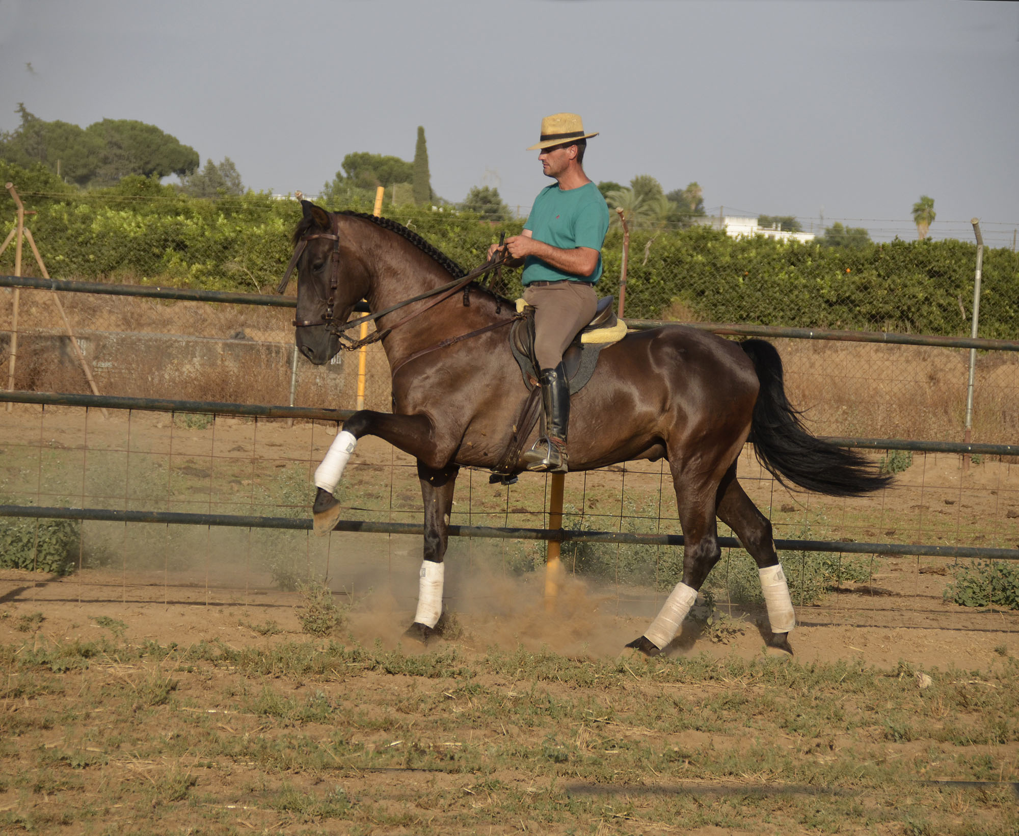 Caballo en Venta