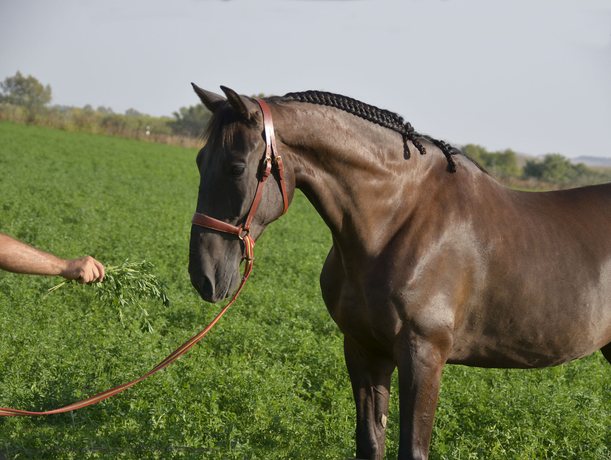 Caballo en Venta