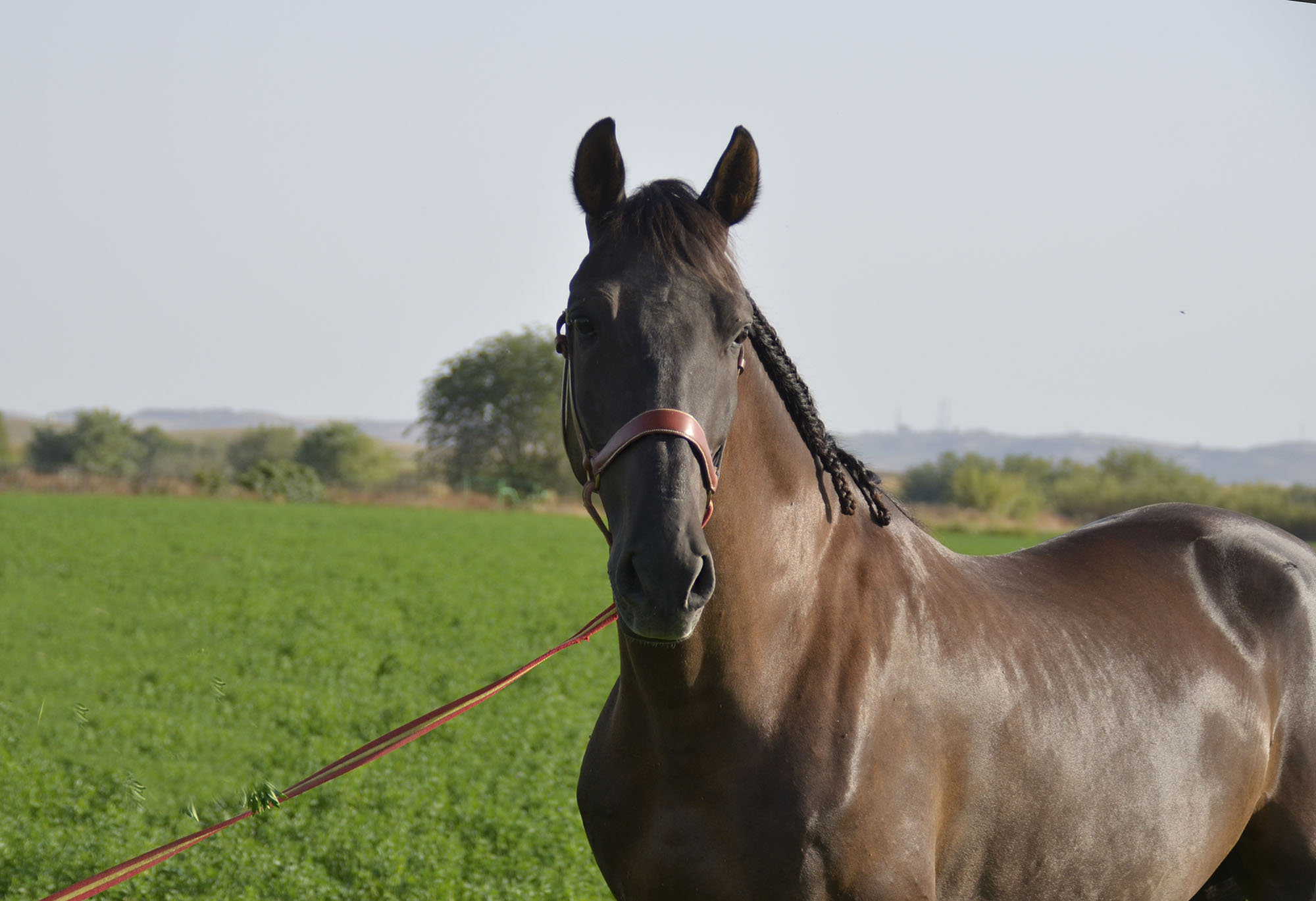 Caballo en Venta