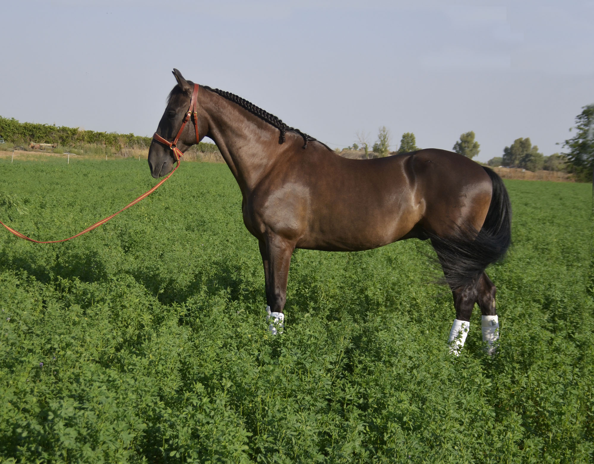 Caballo en Venta