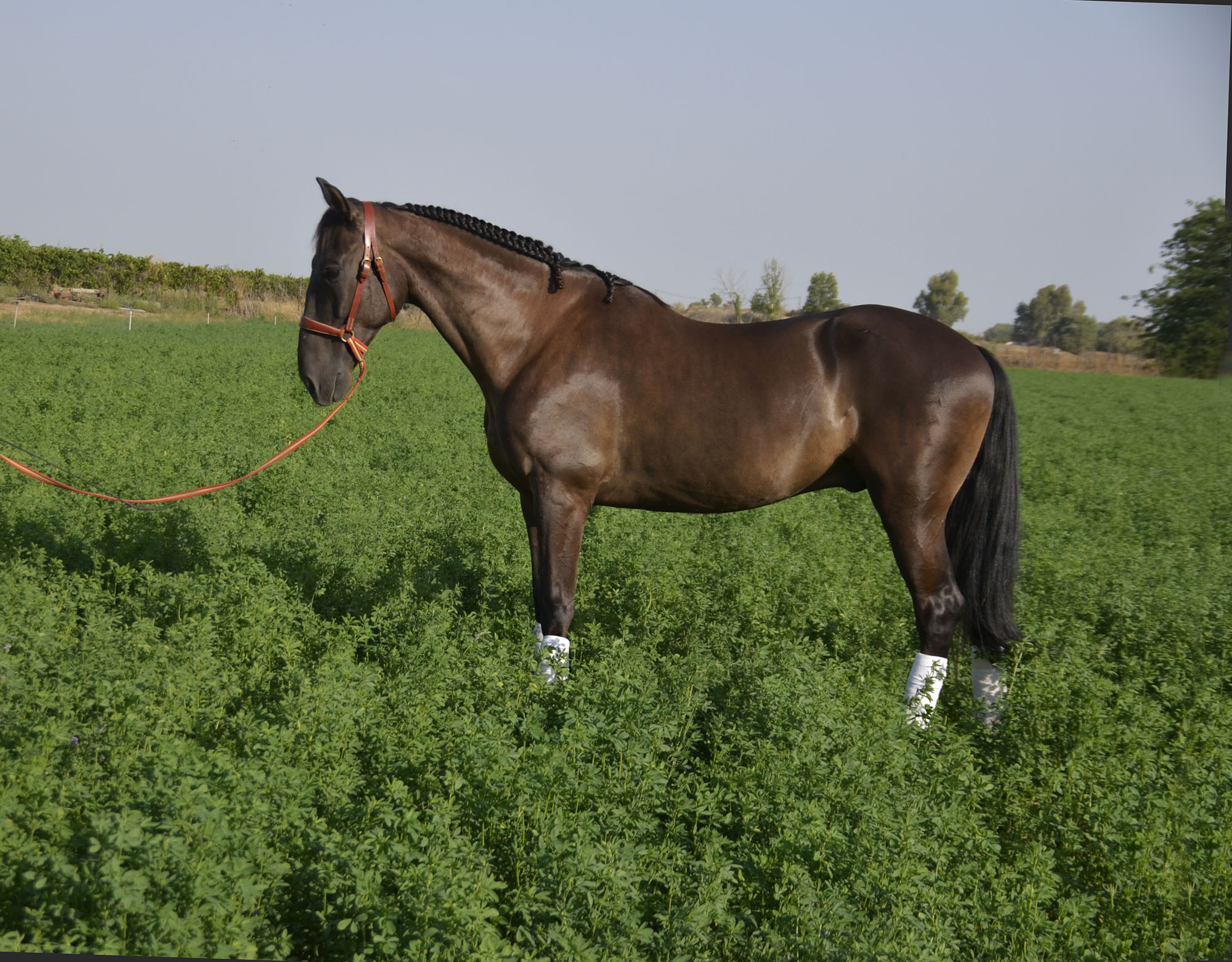 Caballo en Venta