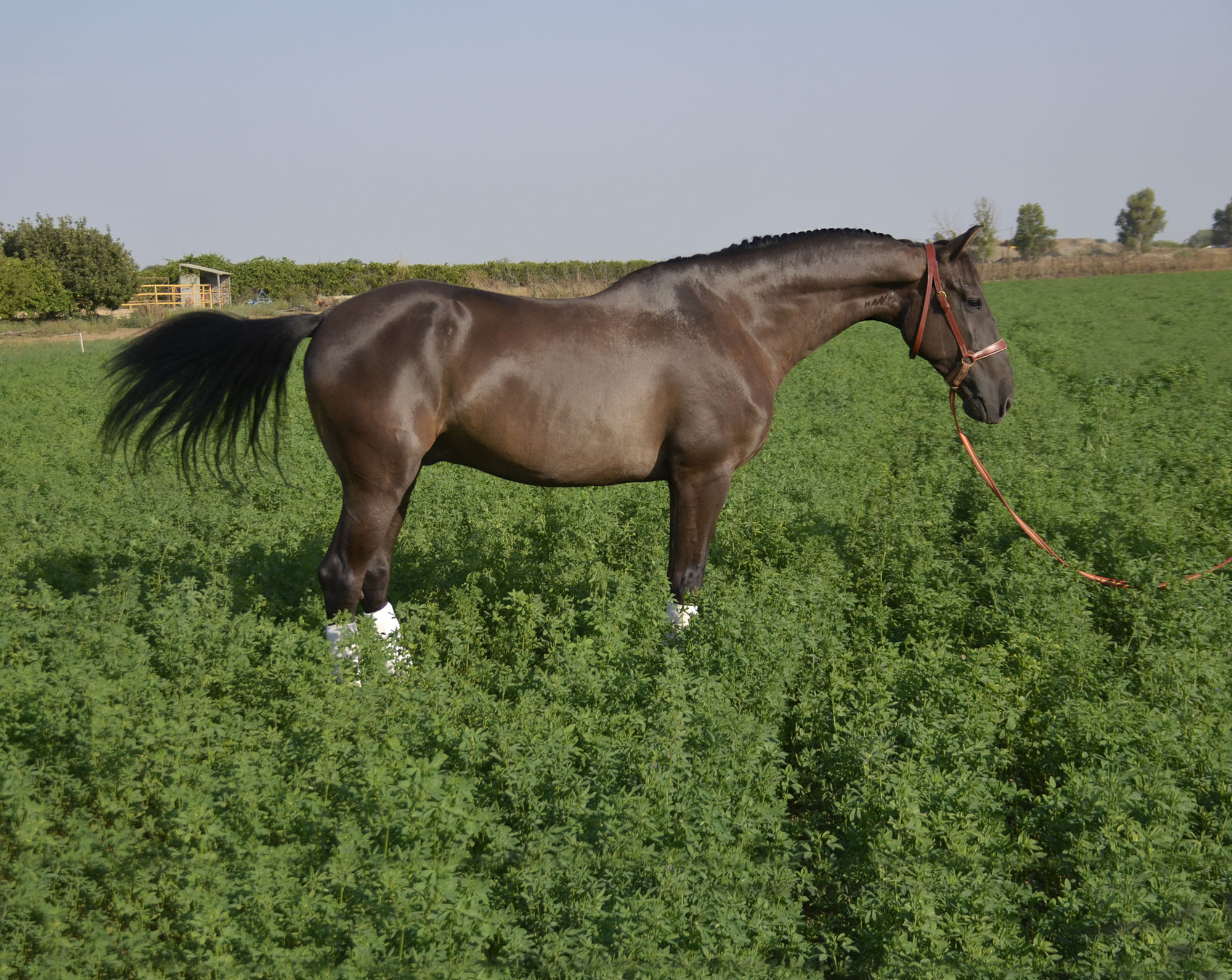 Caballo en Venta