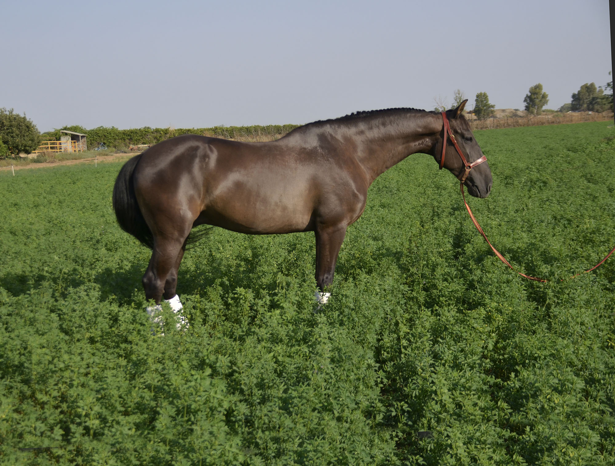 Caballo en Venta