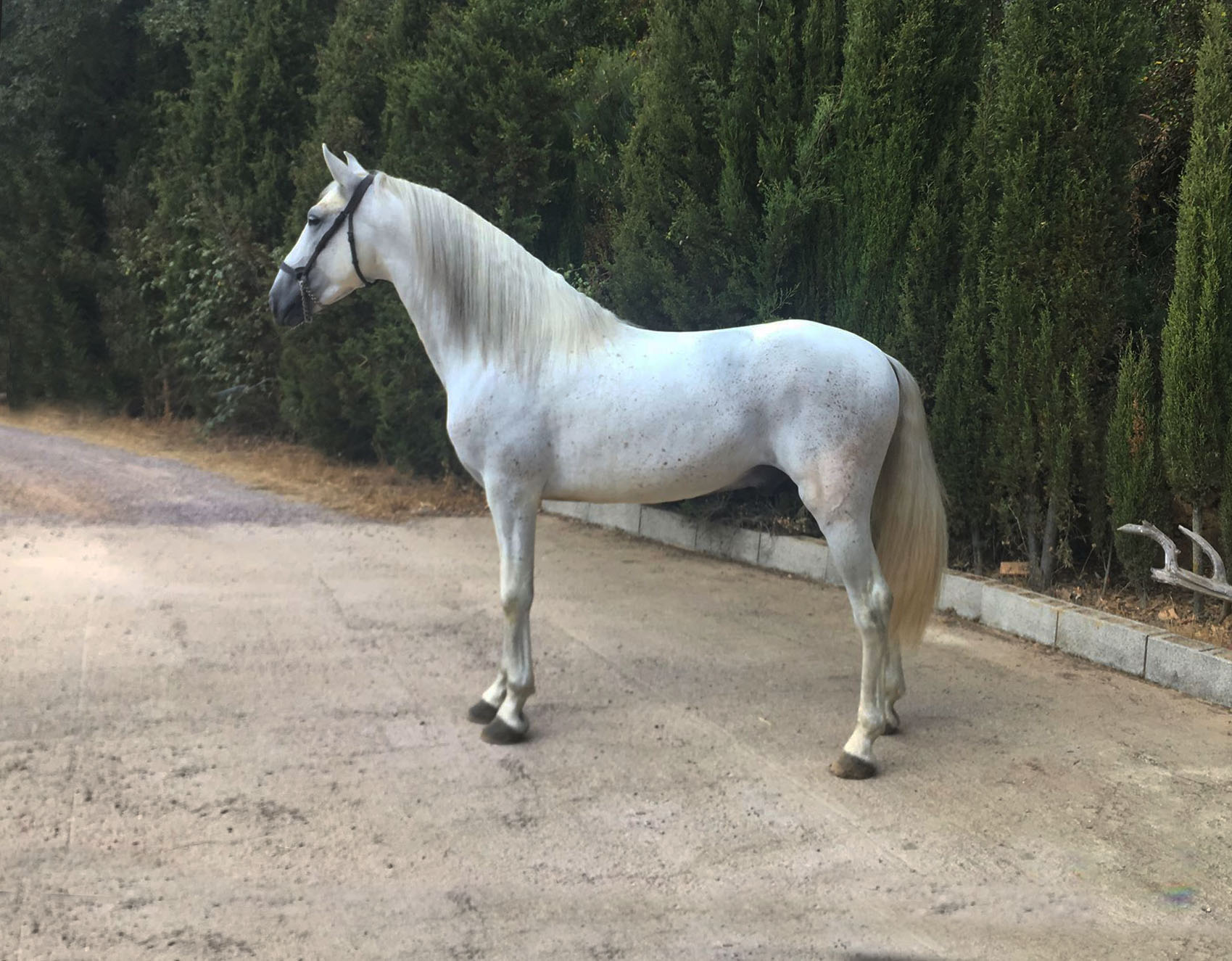 Caballo en Venta