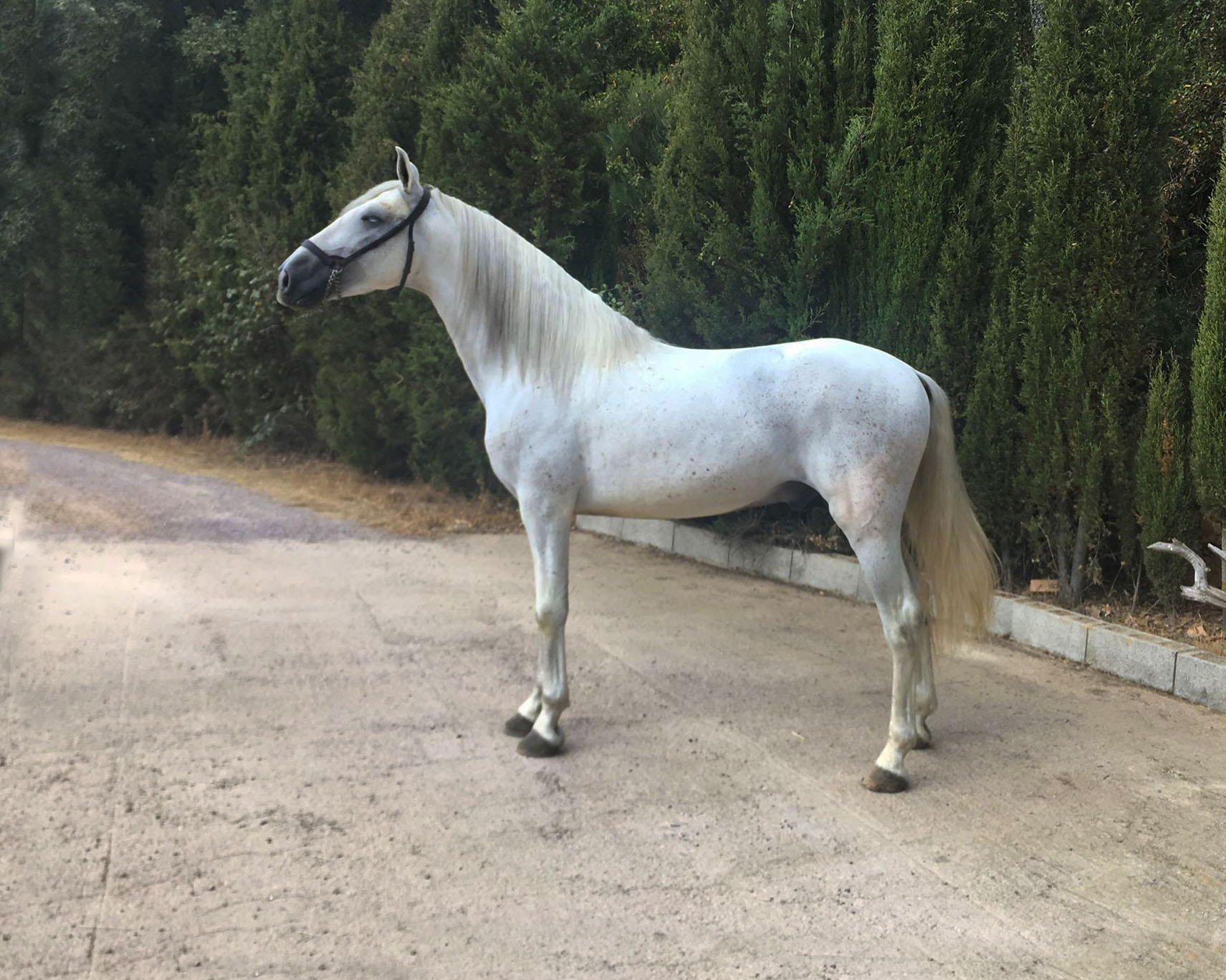Caballo en Venta