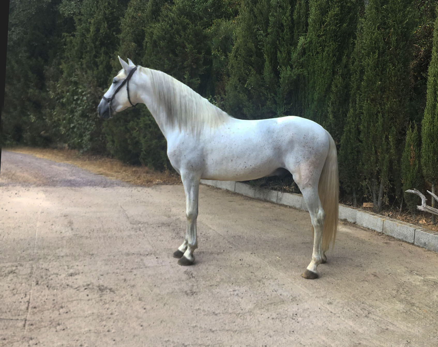 Caballo en Venta