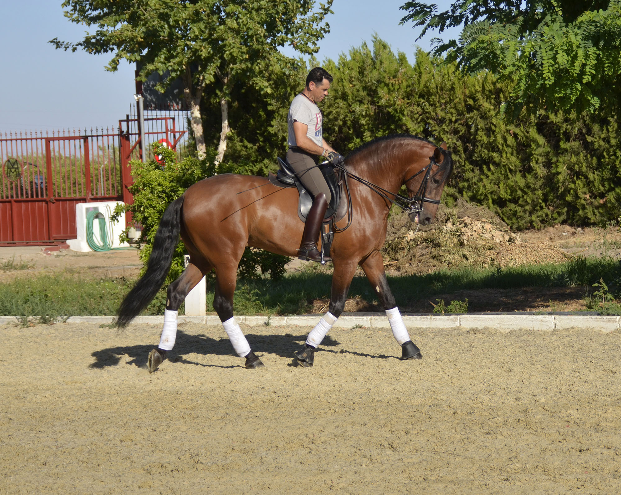 Listado de Caballos en Venta