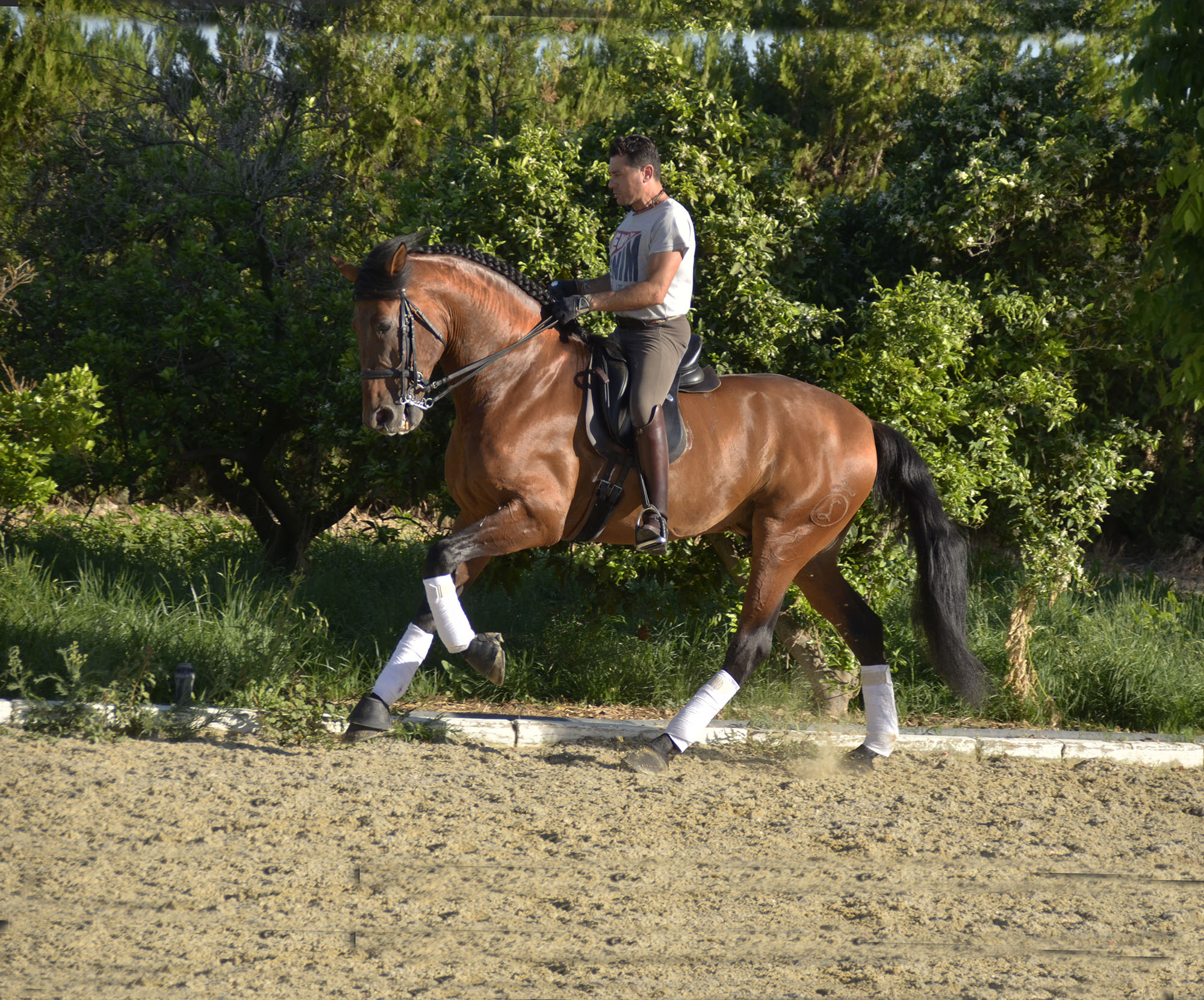 Listado de Caballos en Venta