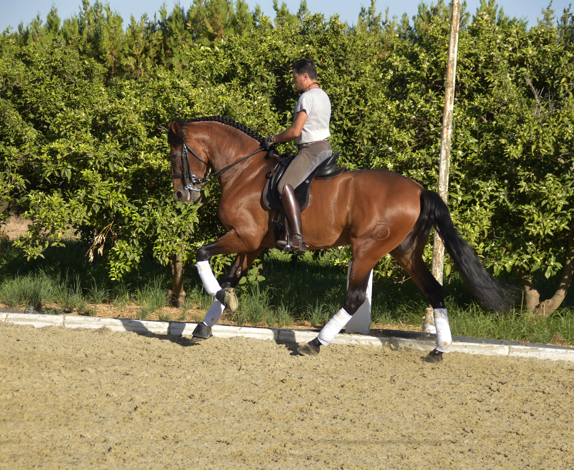 Caballo en Venta