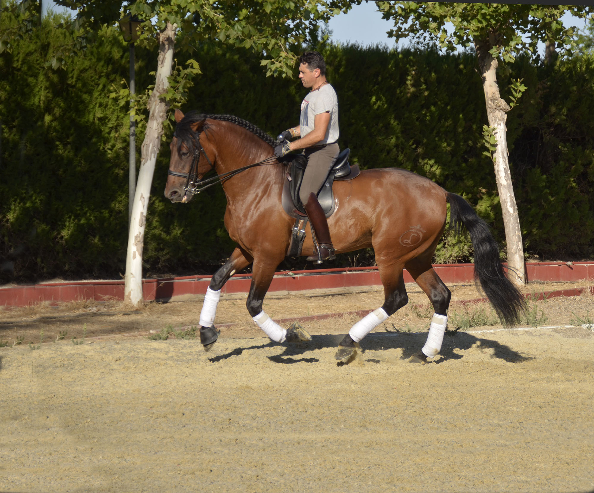 Listado de Caballos en Venta