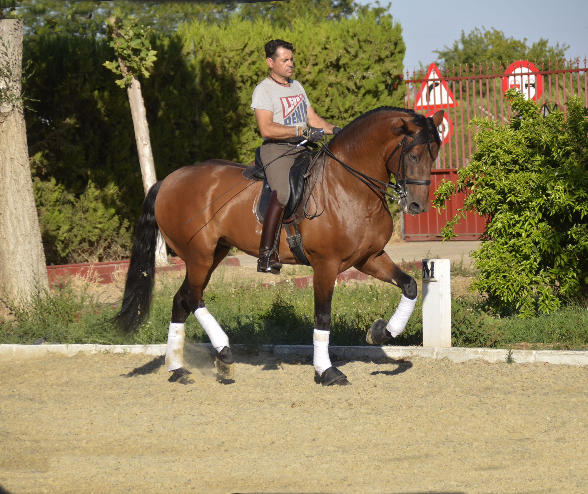 Listado de Caballos en Venta