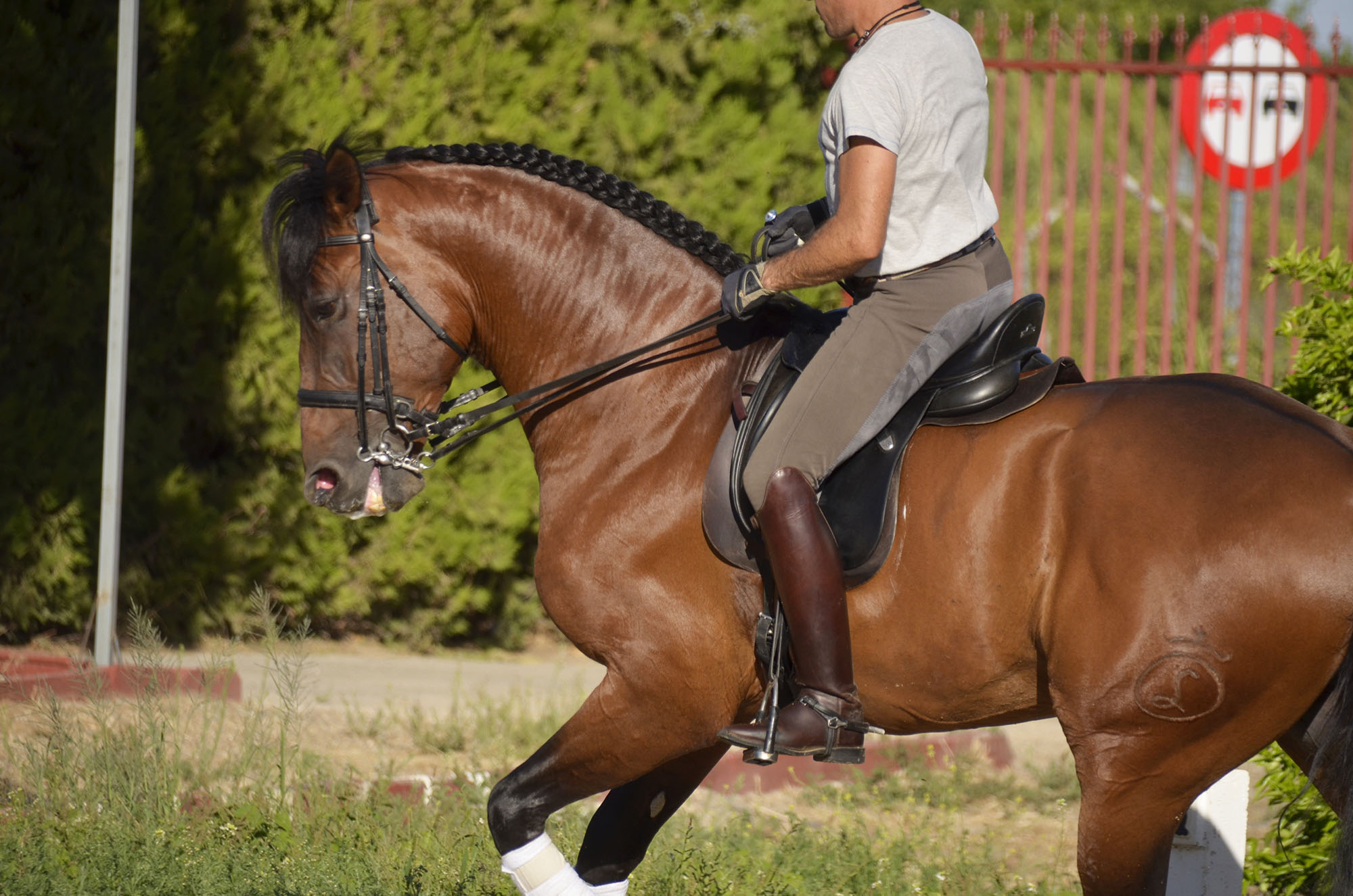 Listado de Caballos en Venta