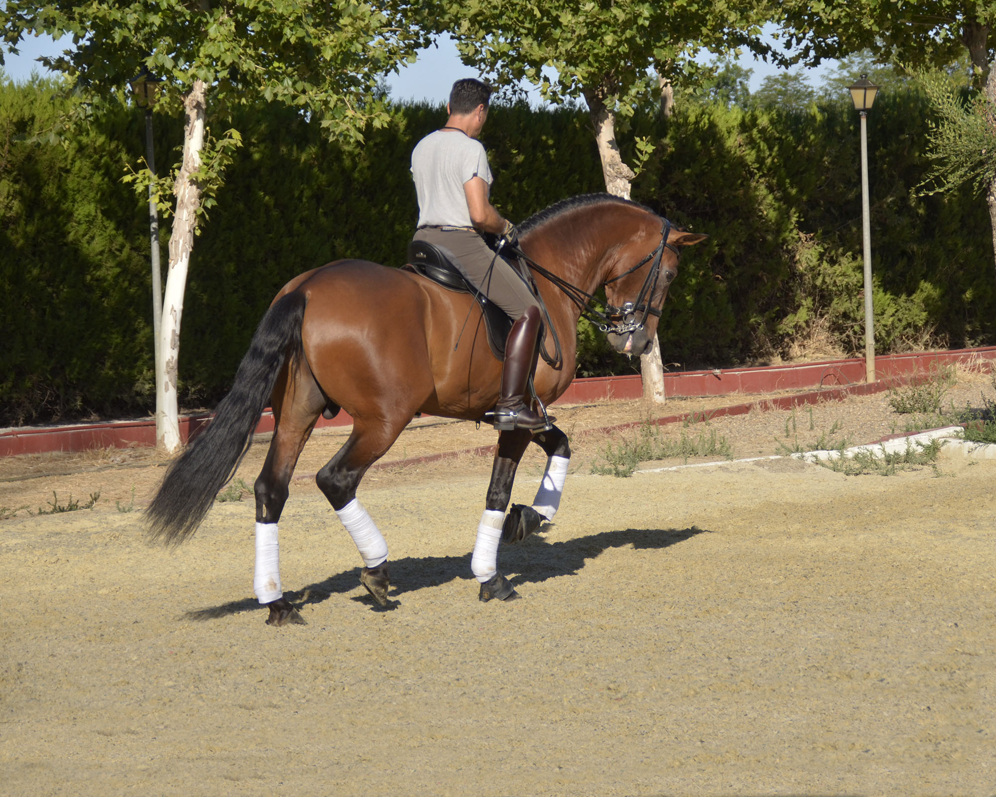 Listado de Caballos en Venta