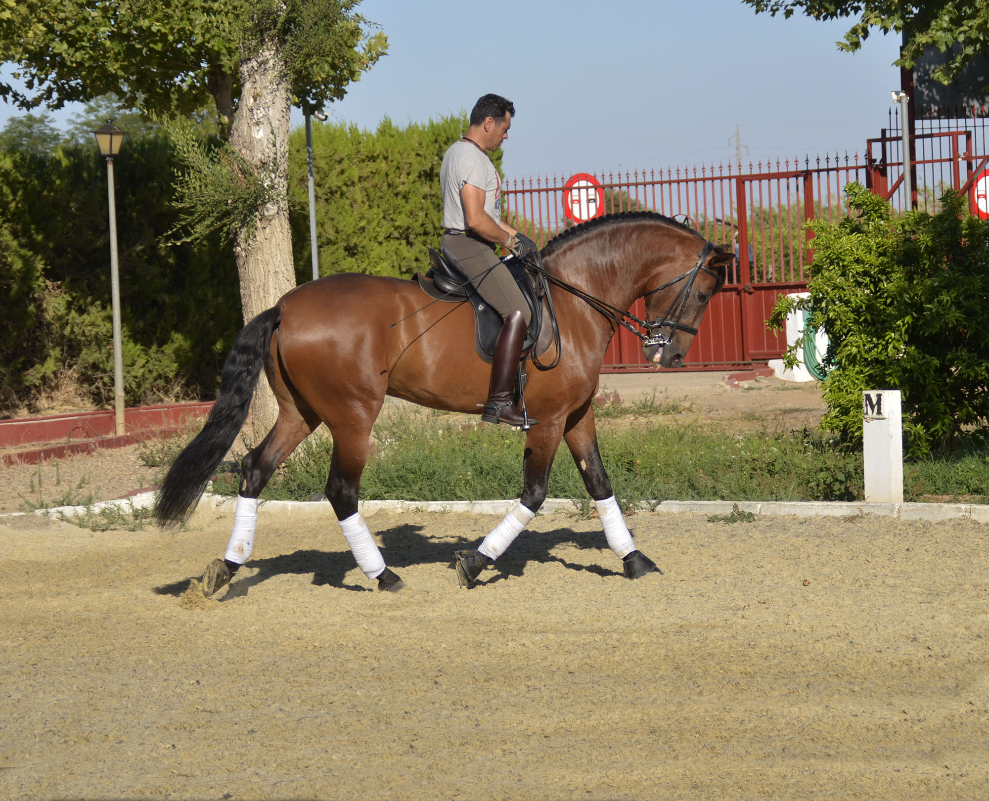 Listado de Caballos en Venta