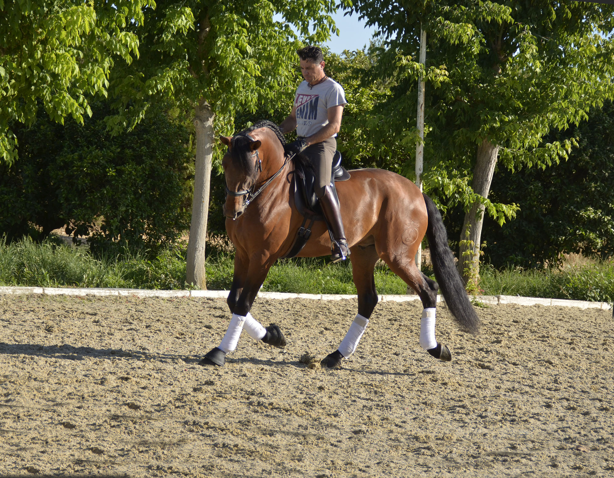 Listado de Caballos en Venta