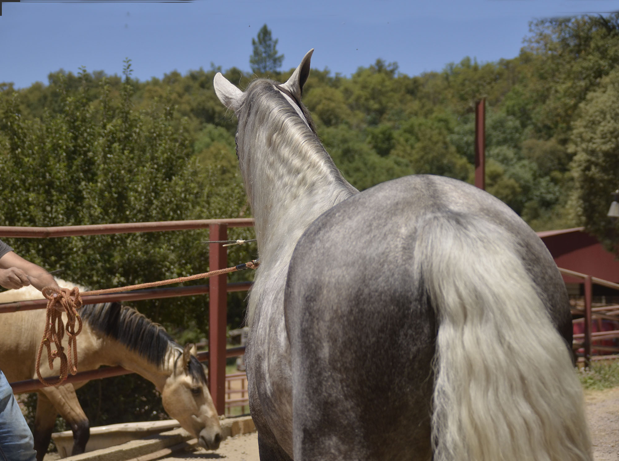 Comprar Caballo