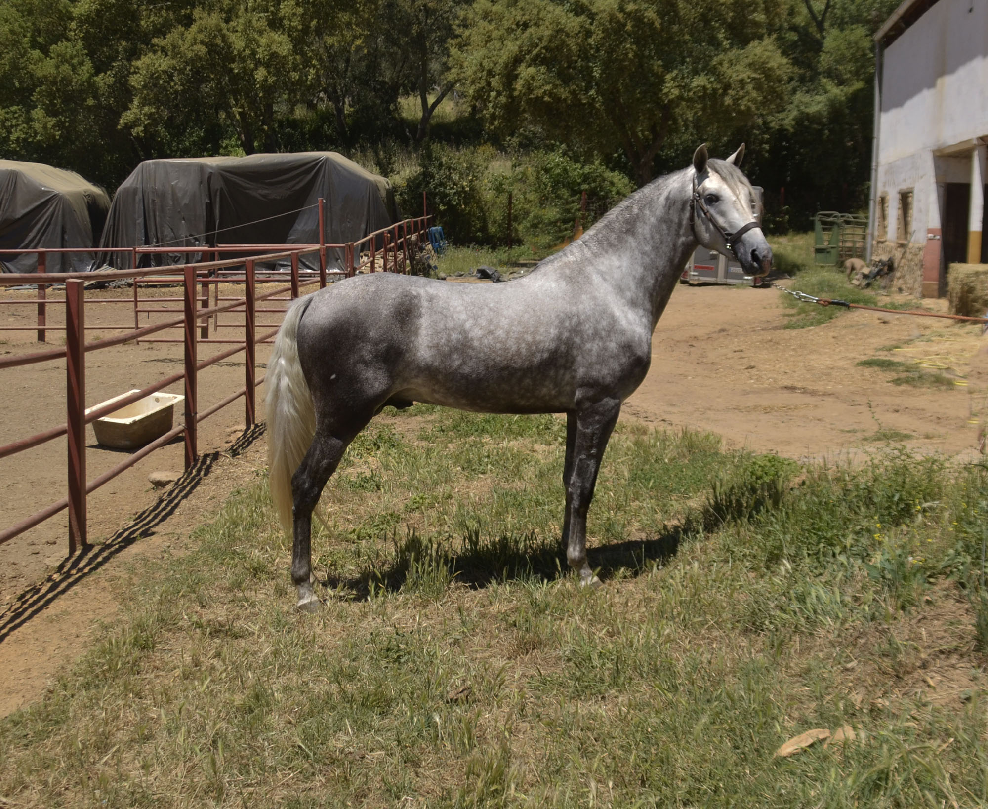 Caballo en Venta