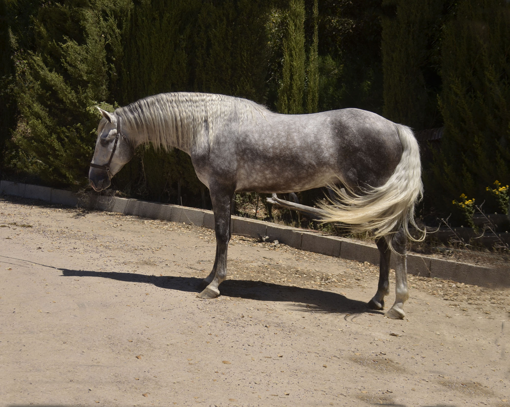 Caballo en Venta