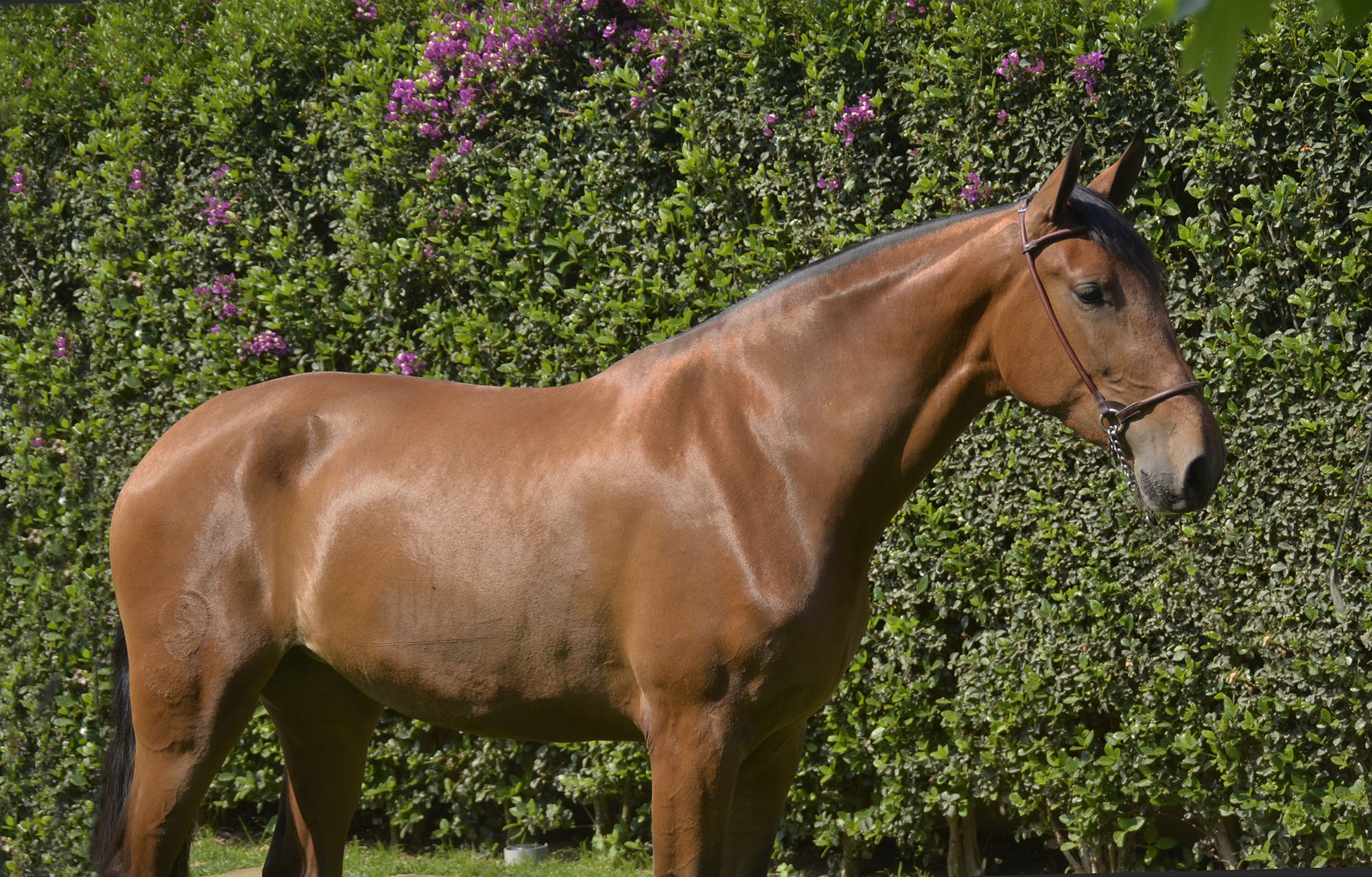 Caballo en Venta