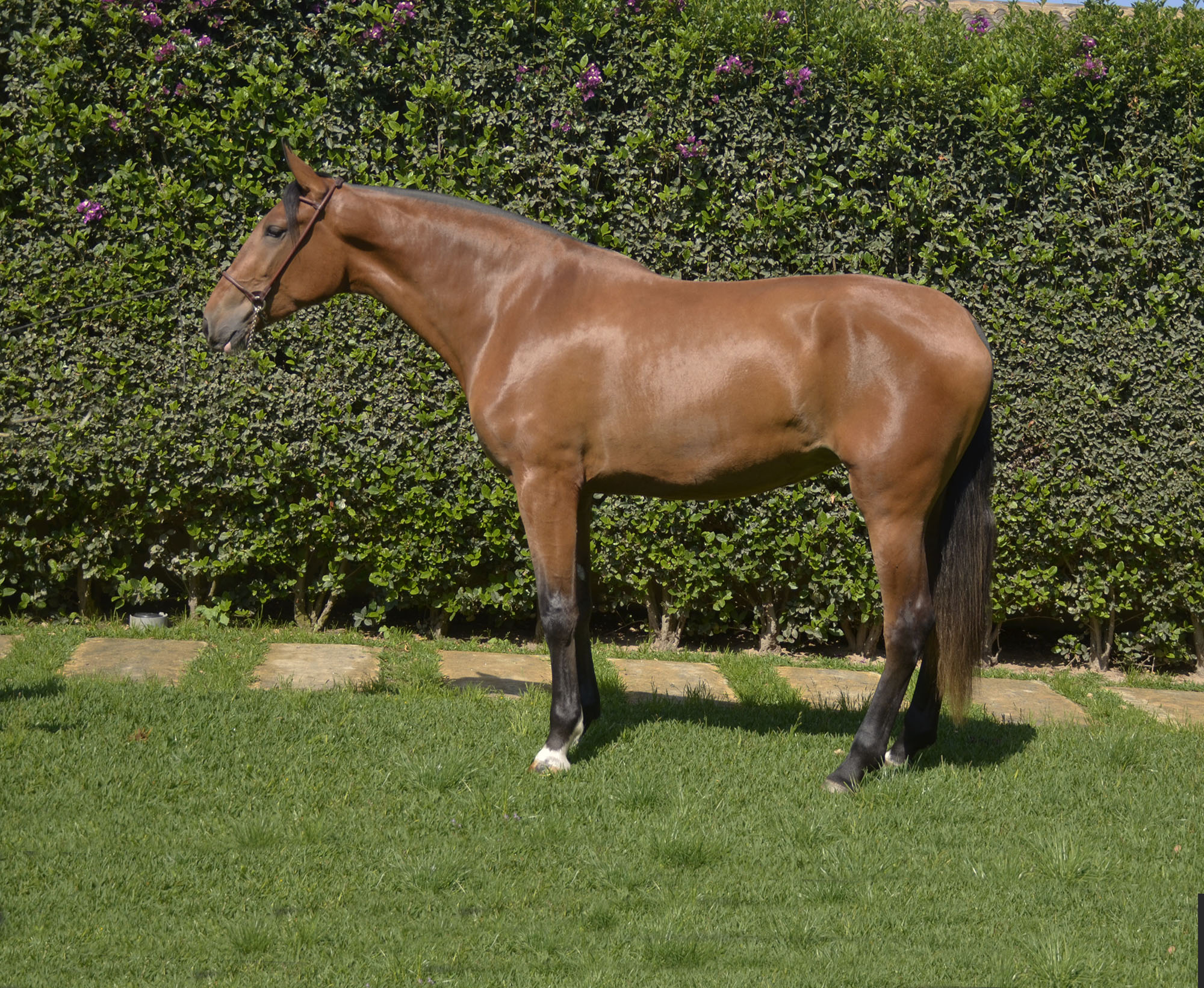 Caballo en Venta