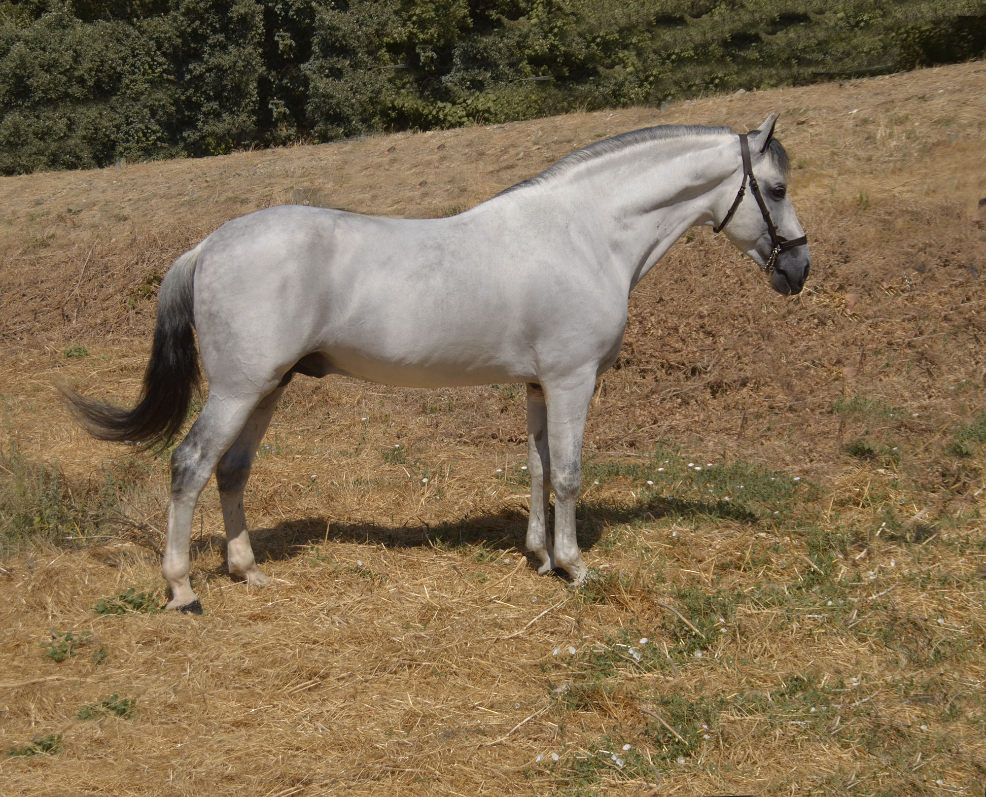 Caballo en Venta