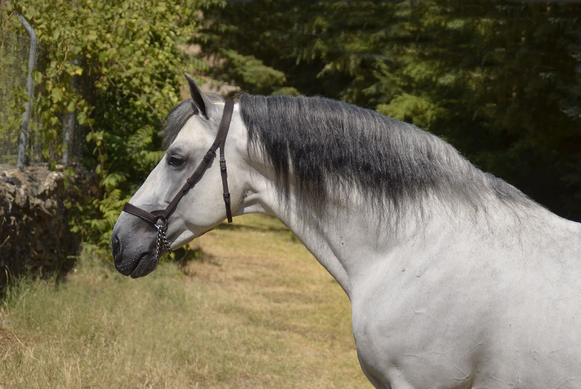 Listado de Caballos en Venta