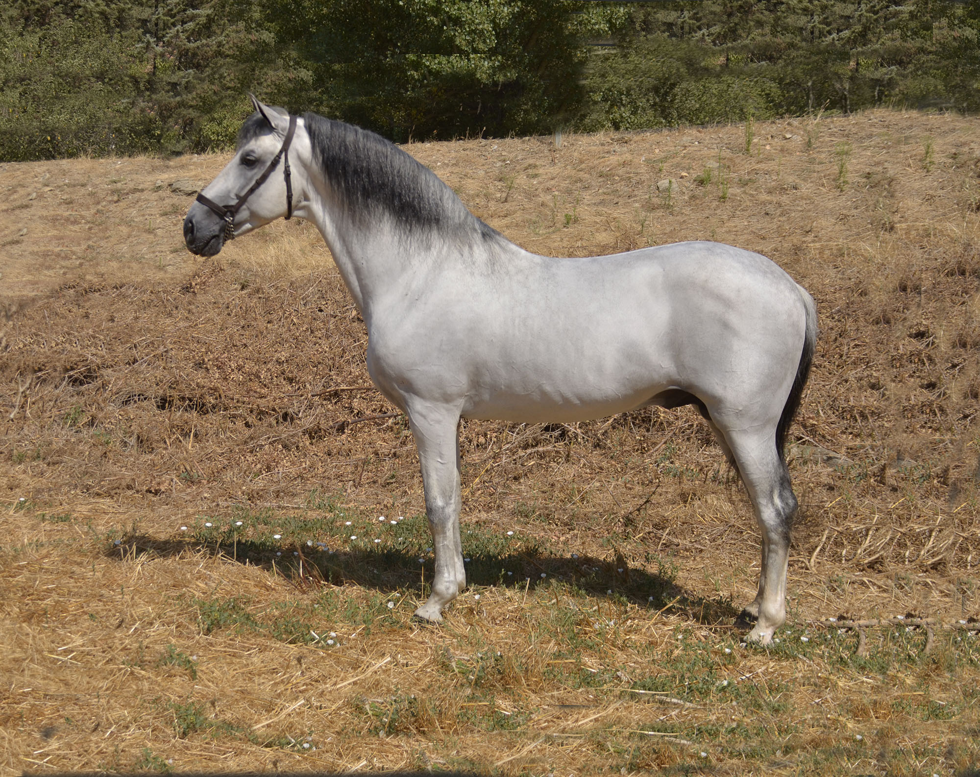 Caballo en Venta